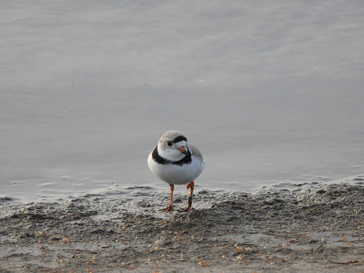 Piping Plover - ML618019082
