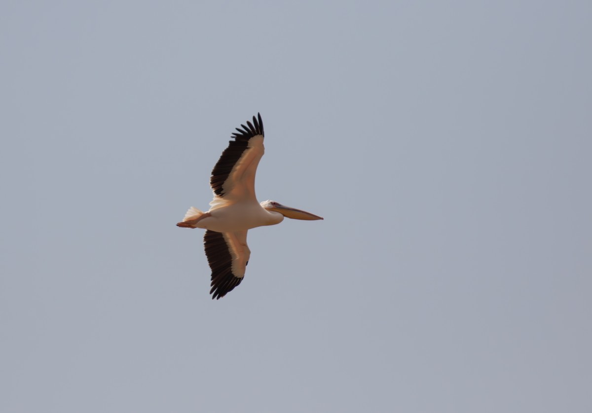 pelikán bílý - ML618019085