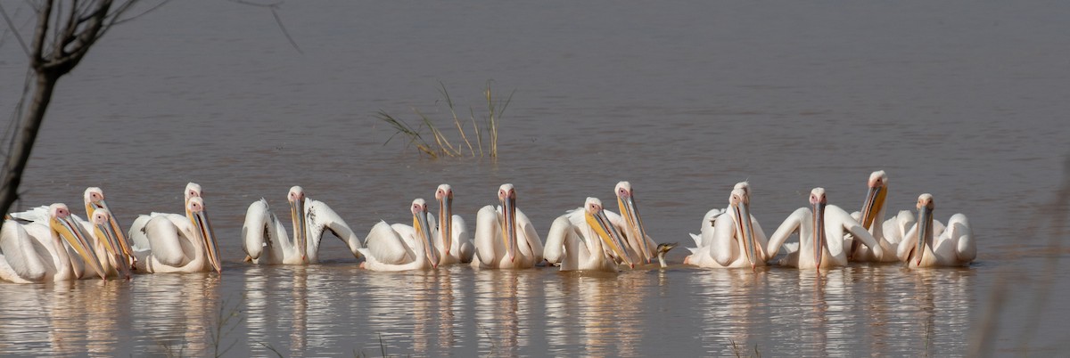 pelikán bílý - ML618019088