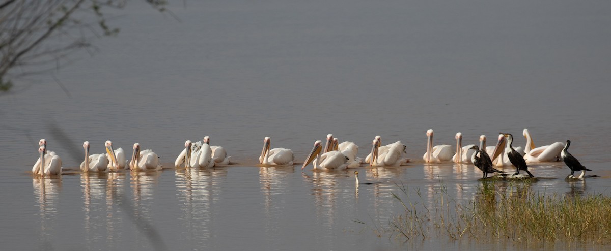 pelikán bílý - ML618019089