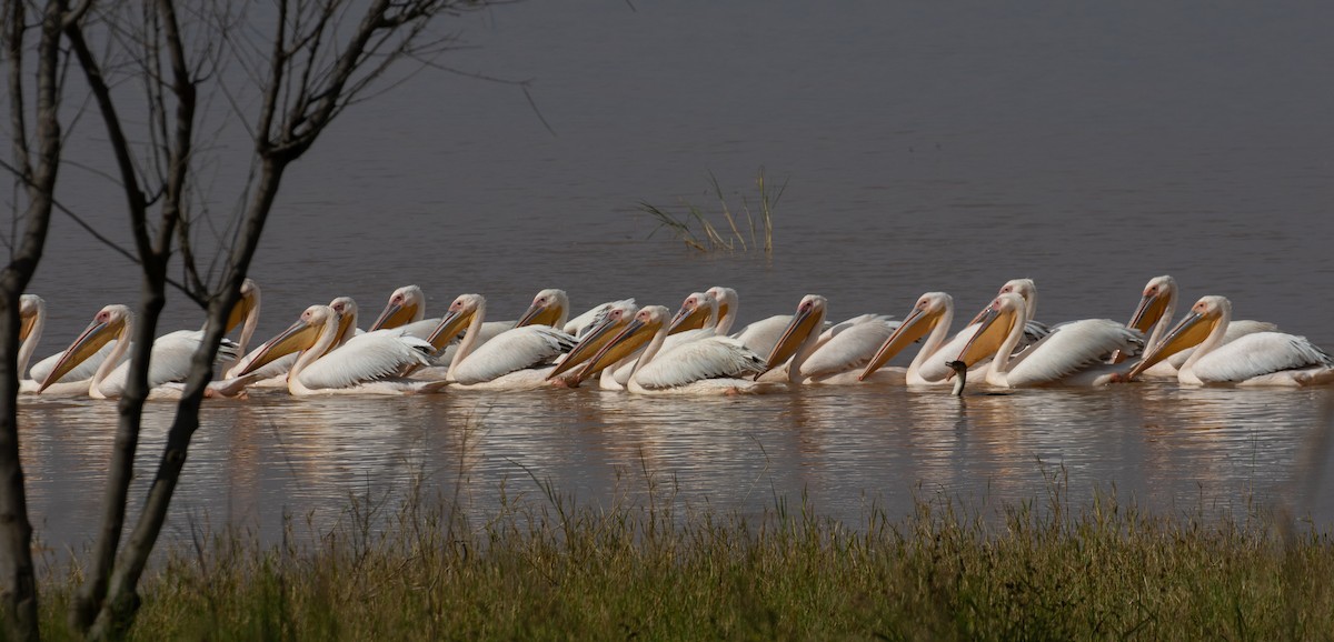 pelikán bílý - ML618019090