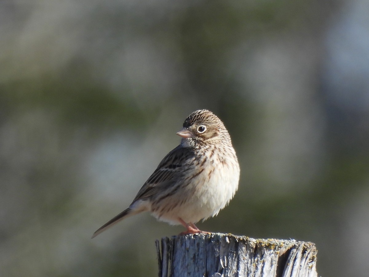 Vesper Sparrow - ML618019102