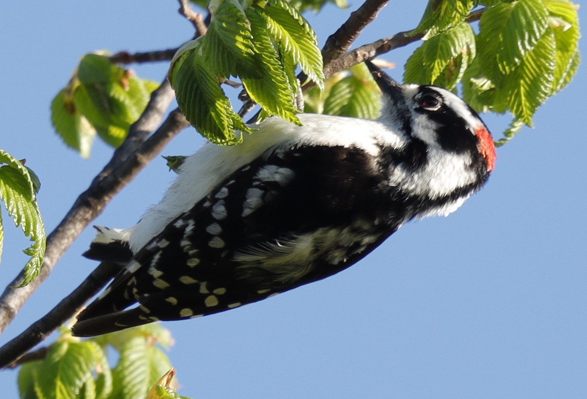 Downy Woodpecker - ML618019111