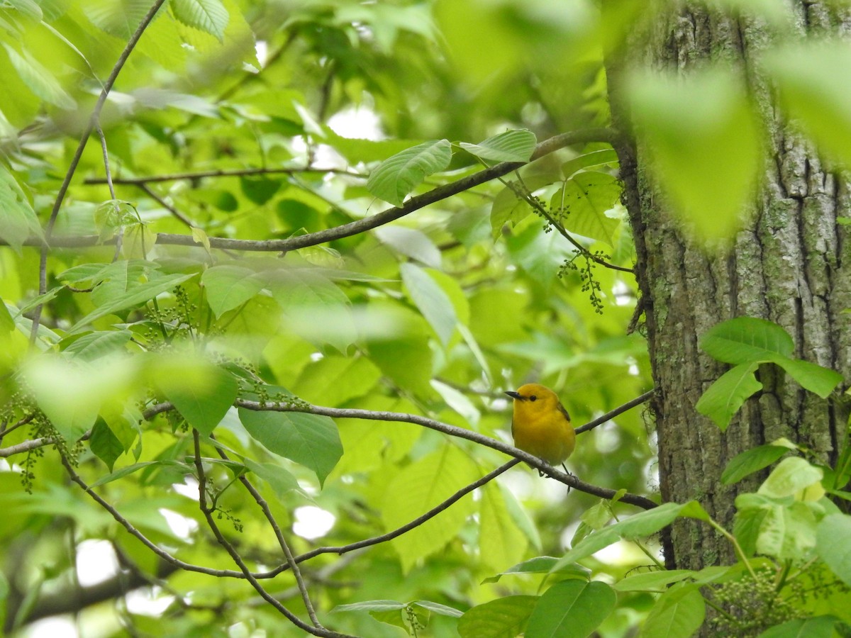 Prothonotary Warbler - ML618019114