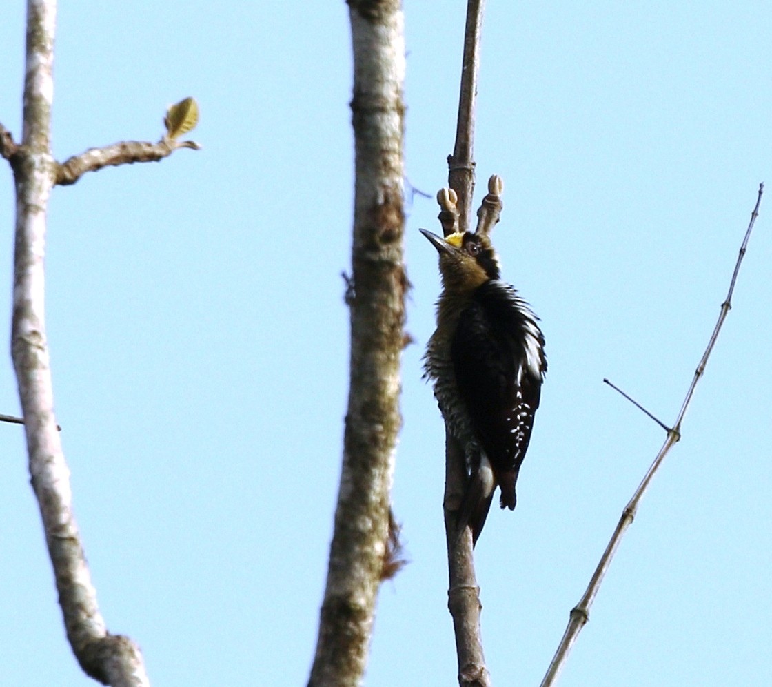 Golden-naped Woodpecker - Richard Greenhalgh