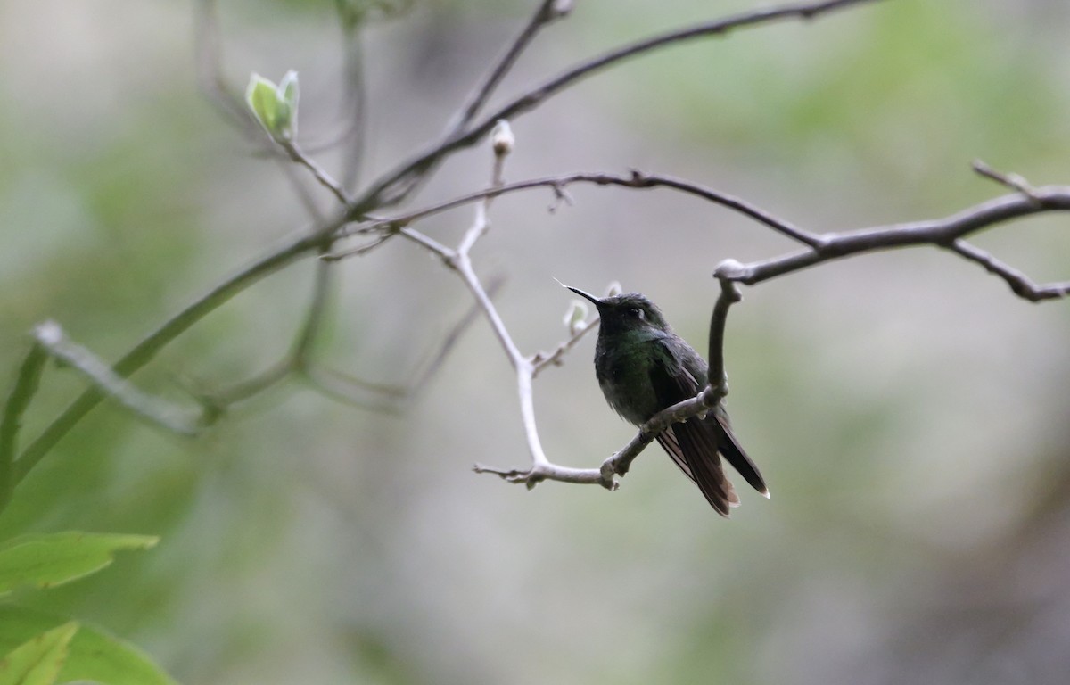 Emerald-chinned Hummingbird - ML618019170