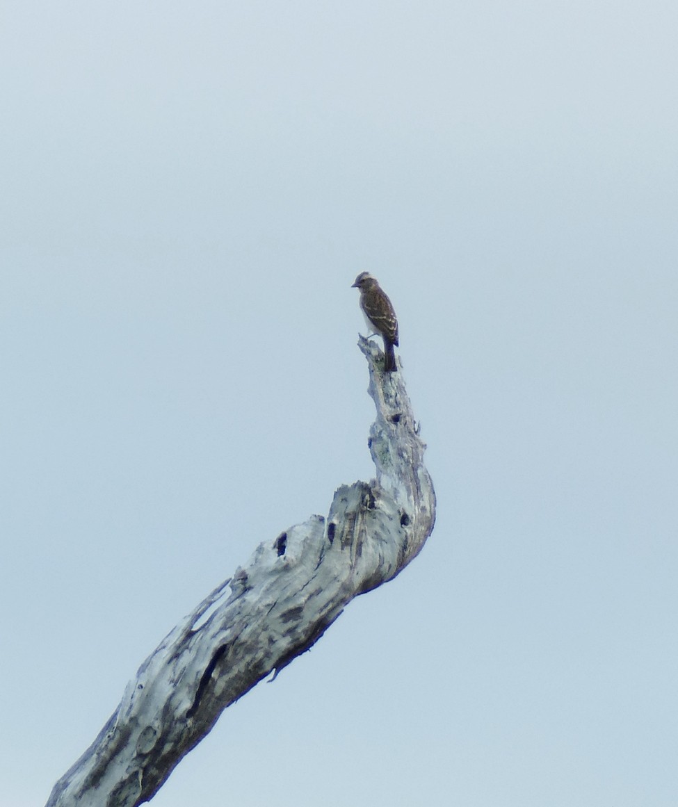 Yellow-throated Bush Sparrow - ML618019198