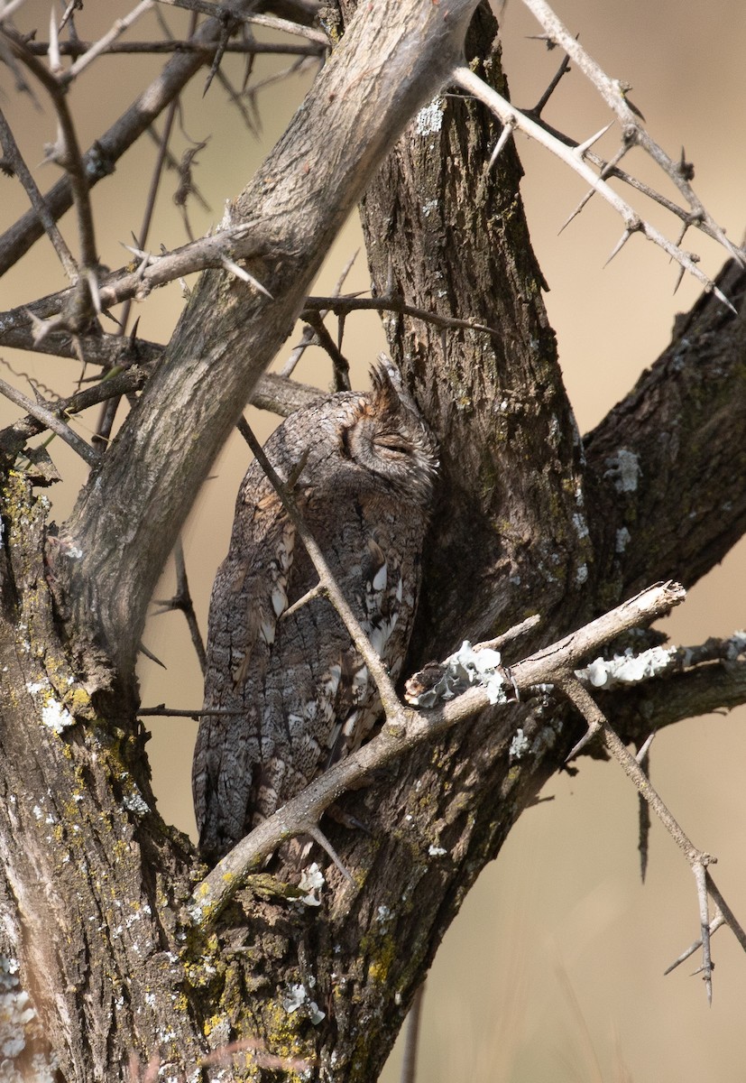 African Scops-Owl - ML618019233