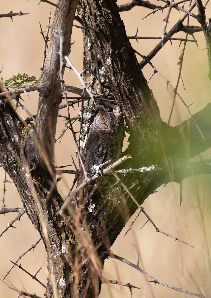 African Scops-Owl - ML618019236