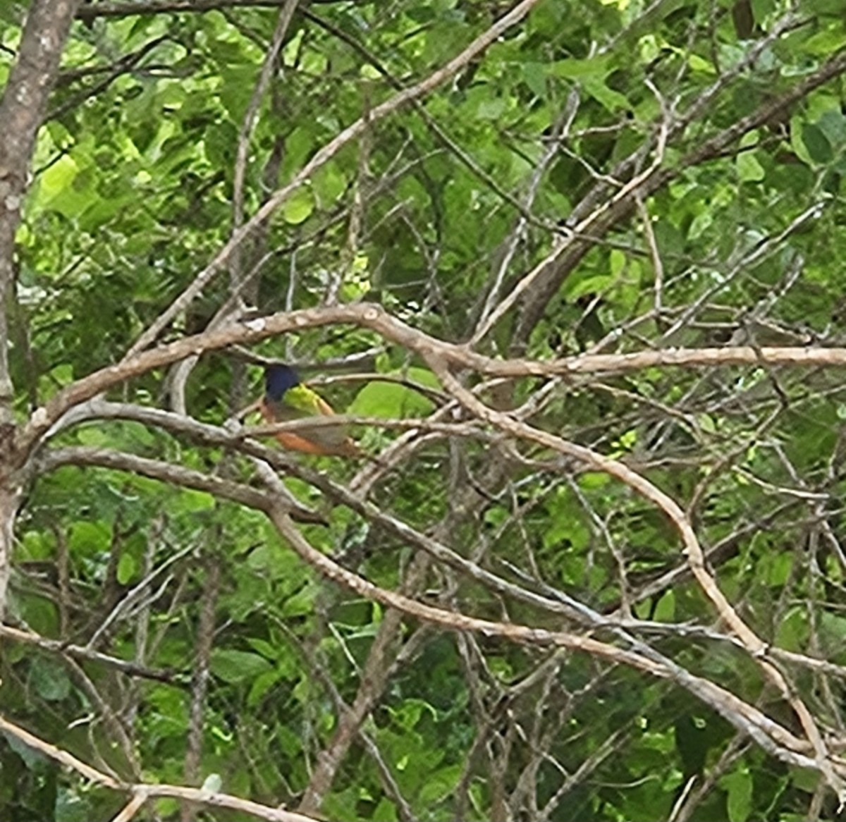 Painted Bunting - ML618019273