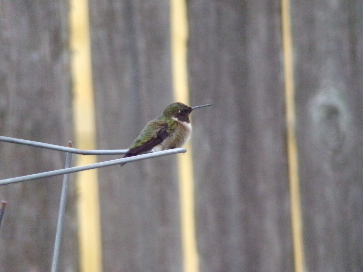 Ruby-throated Hummingbird - ML618019276