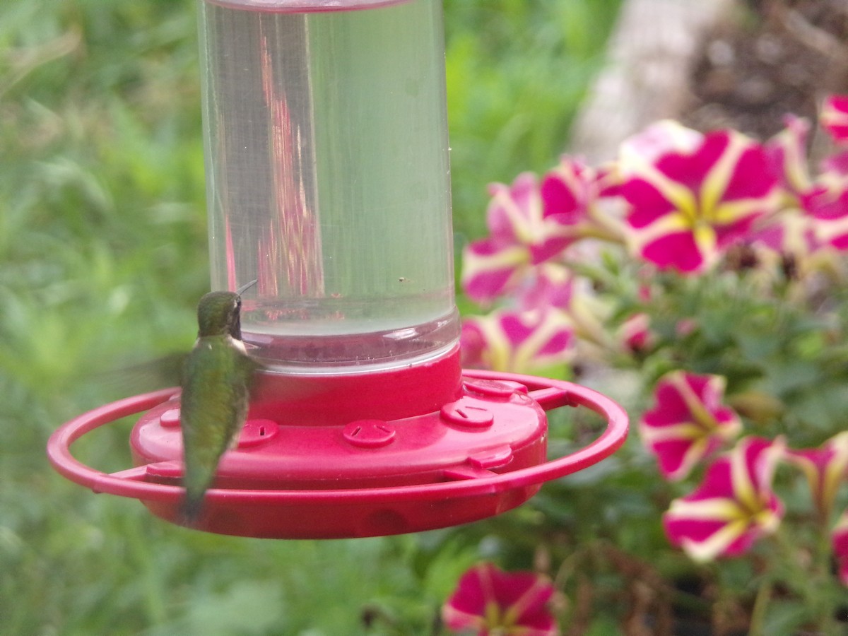 Ruby-throated Hummingbird - ML618019277