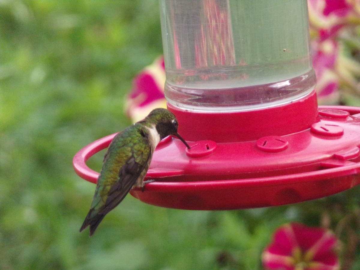Ruby-throated Hummingbird - ML618019278