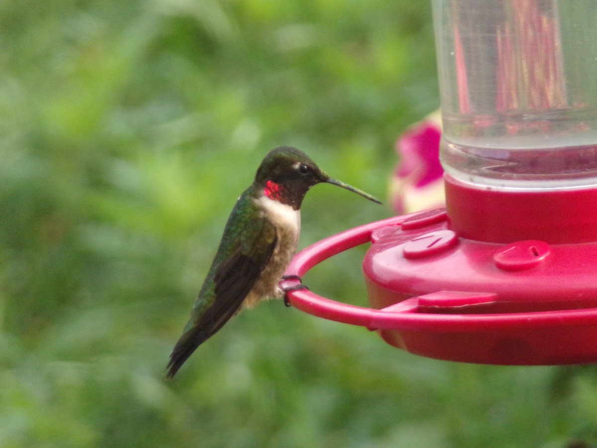 Ruby-throated Hummingbird - Texas Bird Family
