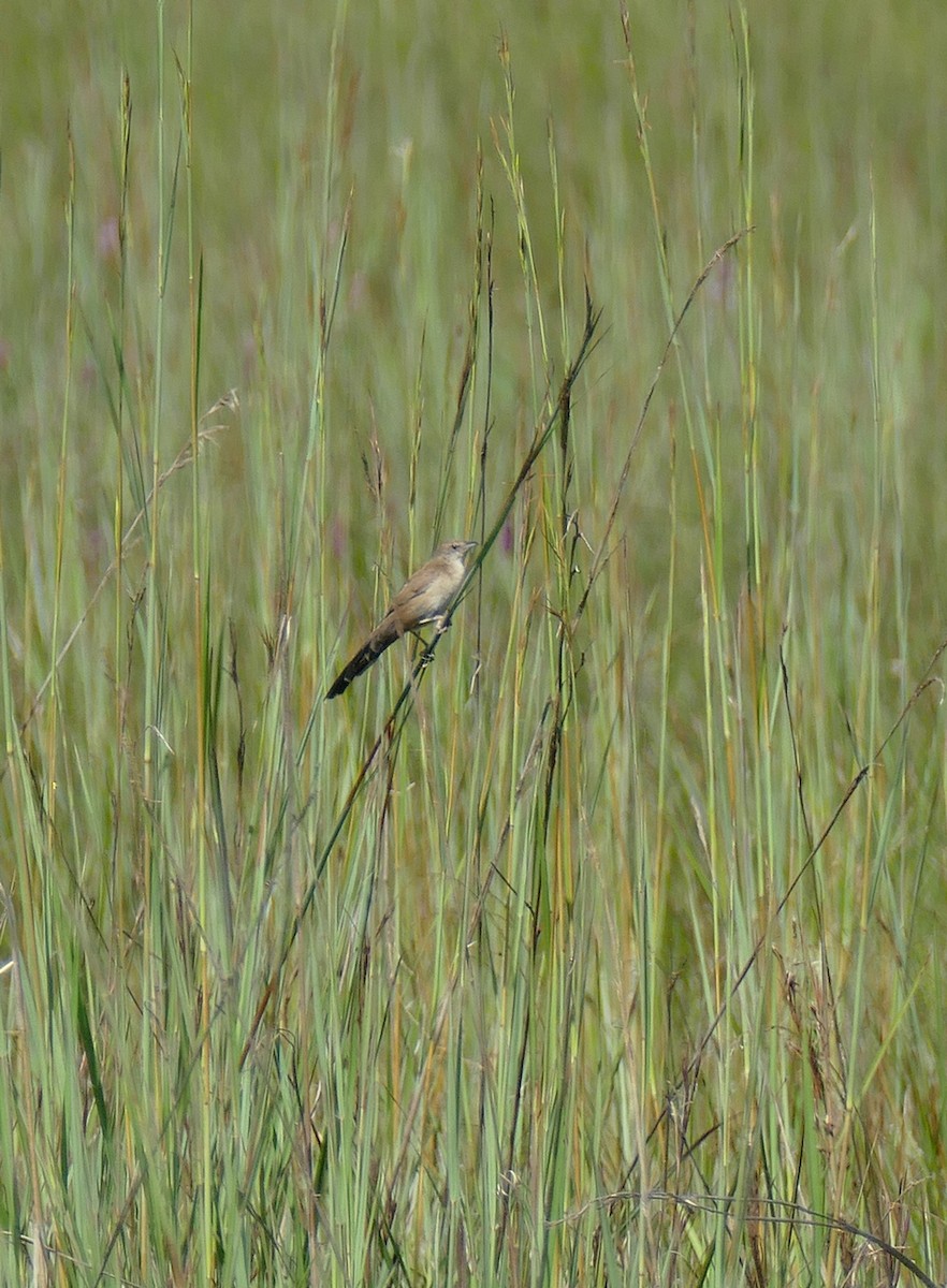 Fan-tailed Grassbird - ML618019280
