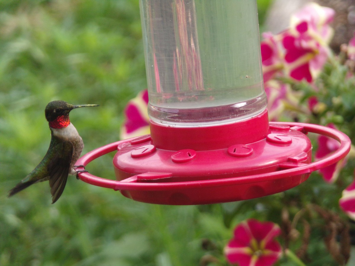 Ruby-throated Hummingbird - ML618019282