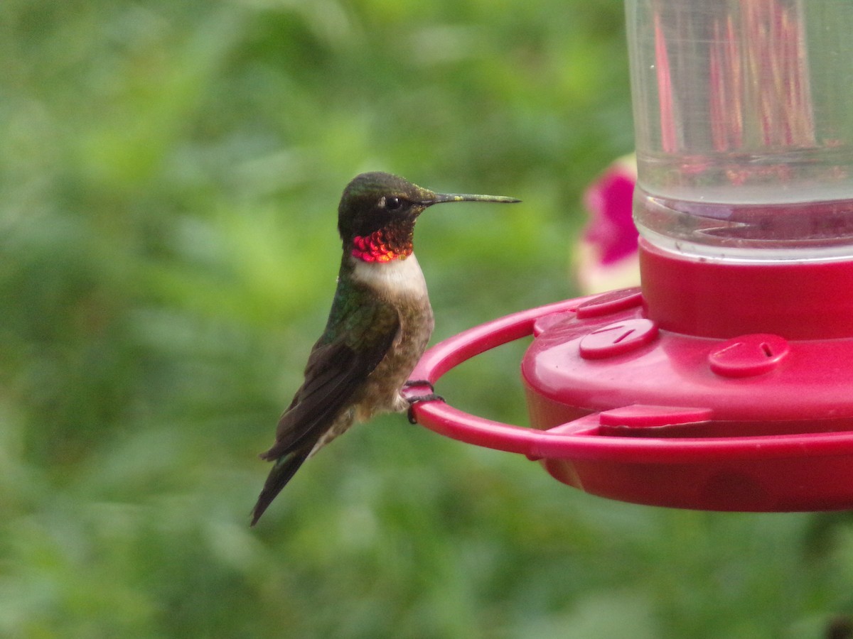 Ruby-throated Hummingbird - ML618019283