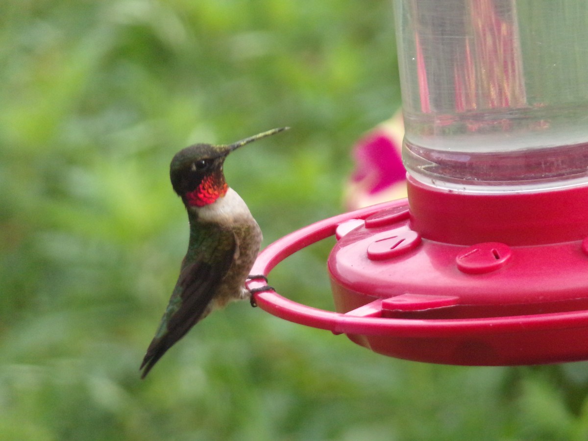 Ruby-throated Hummingbird - ML618019284