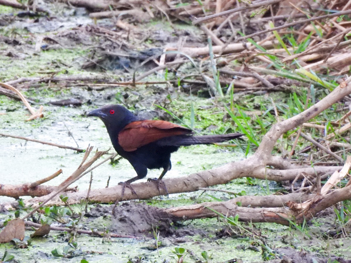 Greater Coucal - ML618019310