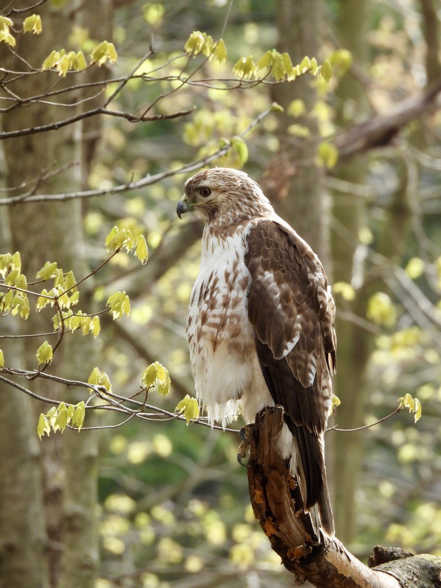 Red-tailed Hawk - ML618019326