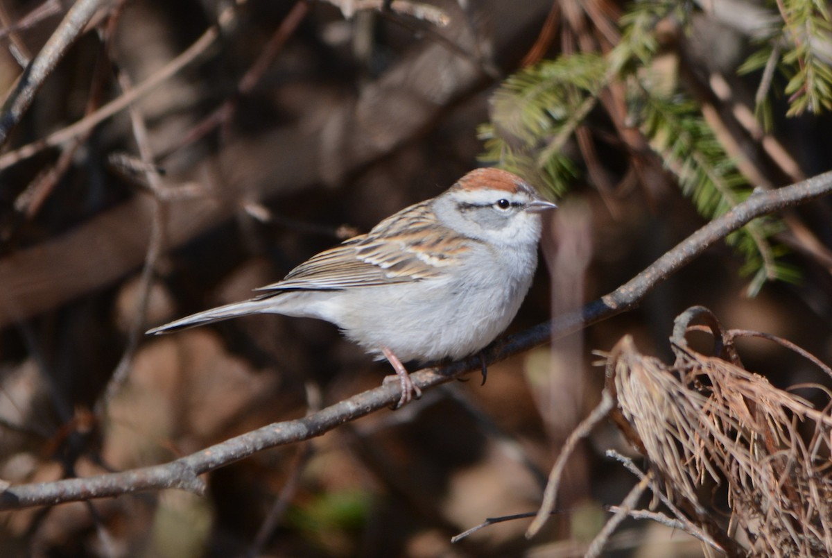 Chipping Sparrow - ML618019334