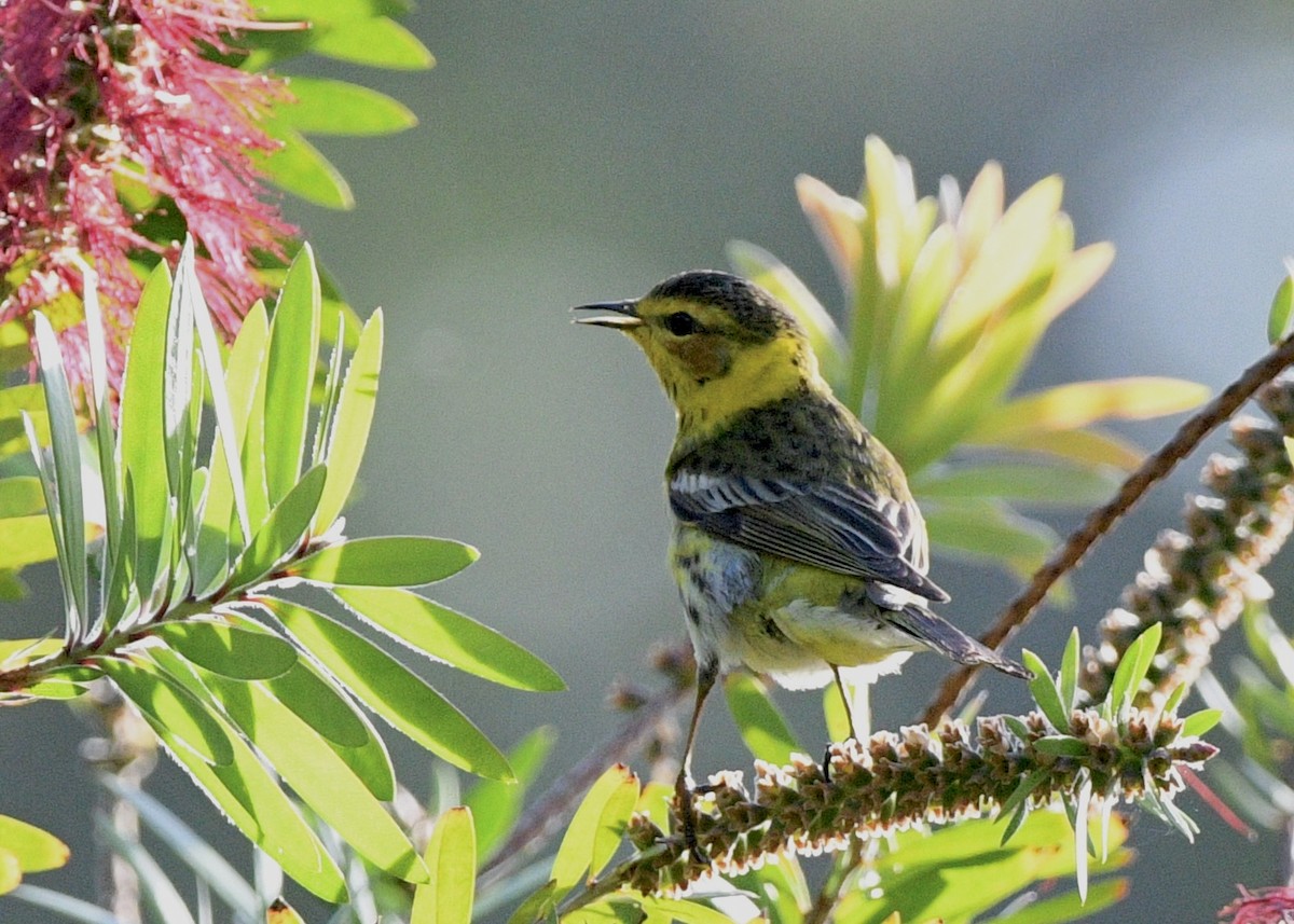 Cape May Warbler - Gregory Bozek