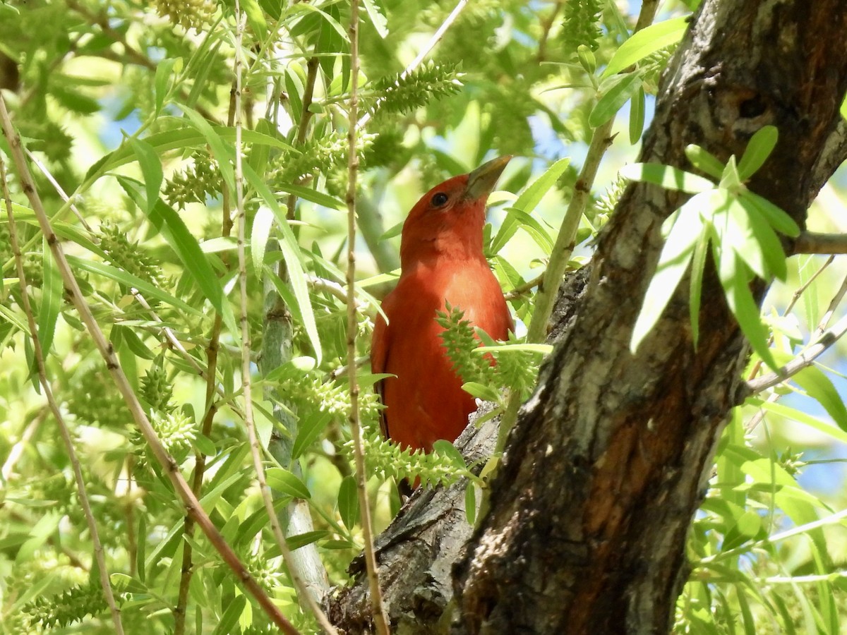 Summer Tanager - Sandy and Stephen Birge