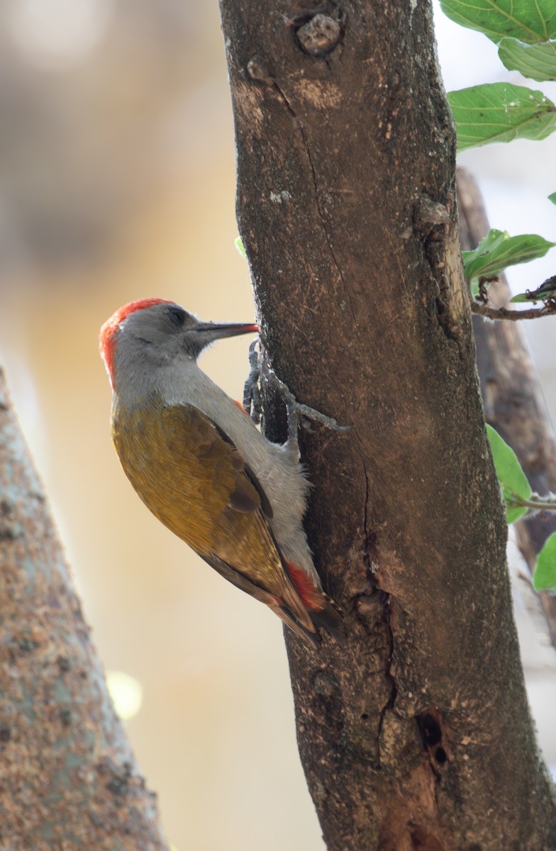 Mountain Gray Woodpecker - ML618019350