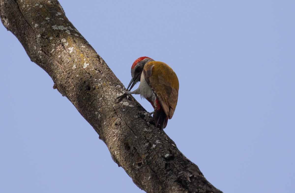 Mountain Gray Woodpecker - simon walkley