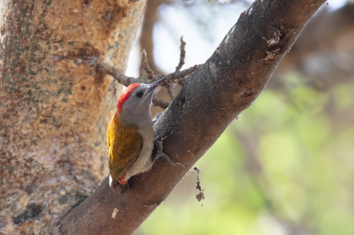 Mountain Gray Woodpecker - ML618019354