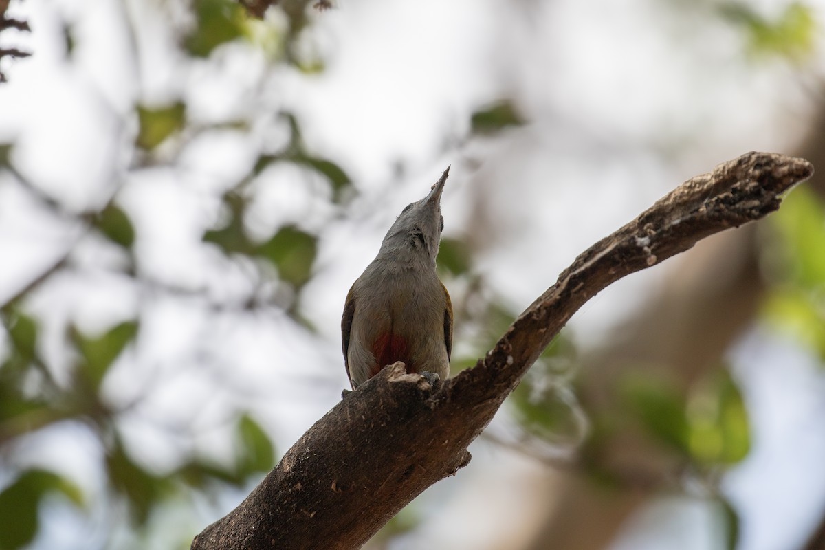 Mountain Gray Woodpecker - ML618019356