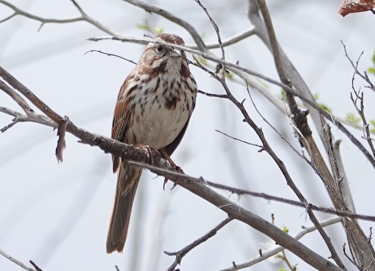 Song Sparrow - Peter Williams