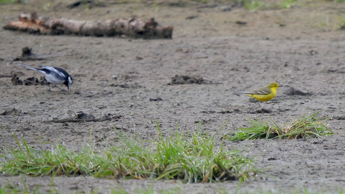 Western Yellow Wagtail - Mark Andrews
