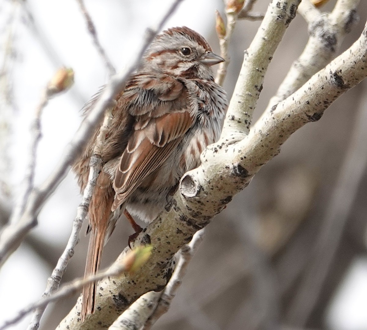 Song Sparrow - Peter Williams