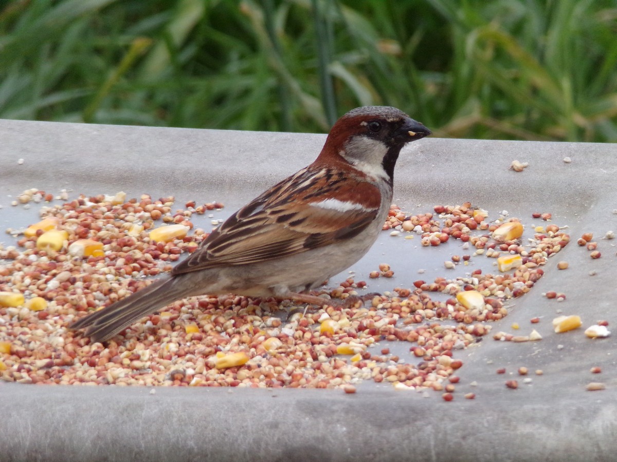 House Sparrow - ML618019378