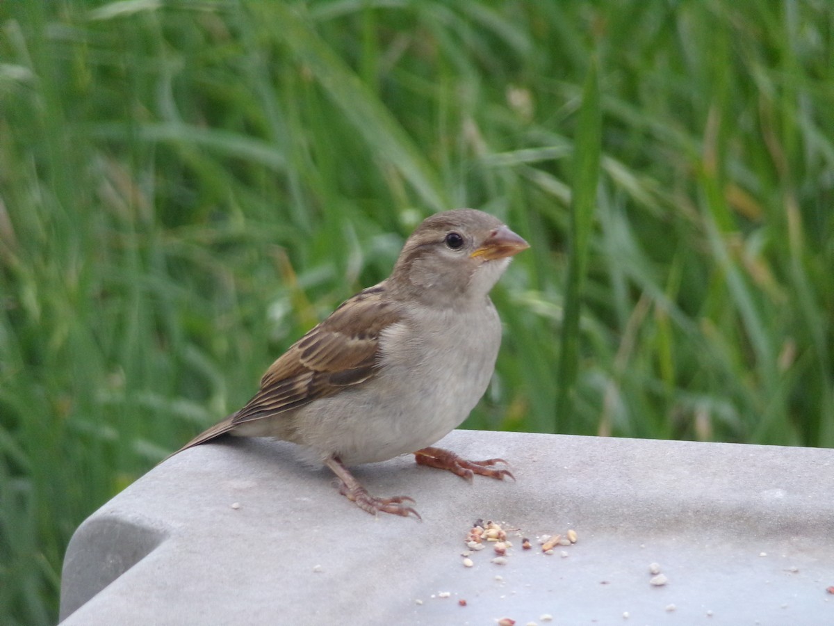 House Sparrow - ML618019379