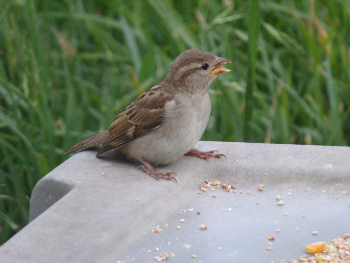 House Sparrow - ML618019380