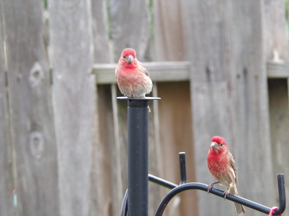 House Finch - Texas Bird Family