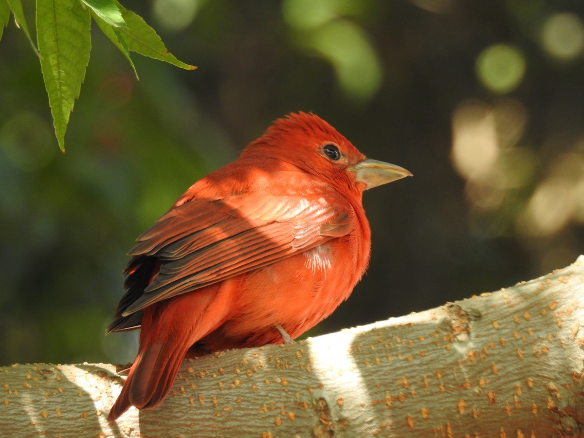 Summer Tanager - Marco Costa
