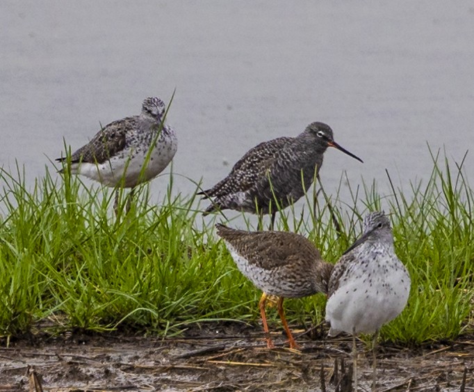 Spotted Redshank - ML618019467