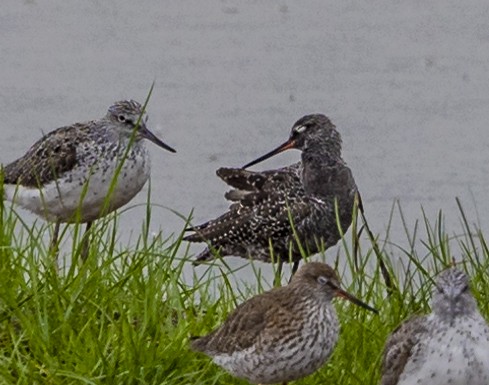 Spotted Redshank - ML618019476
