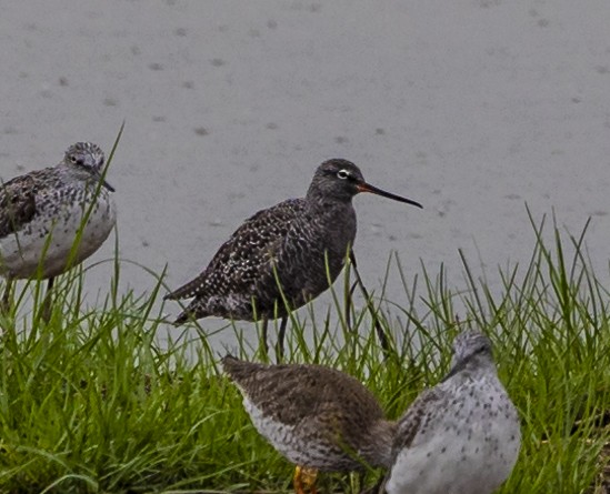 Spotted Redshank - ML618019484