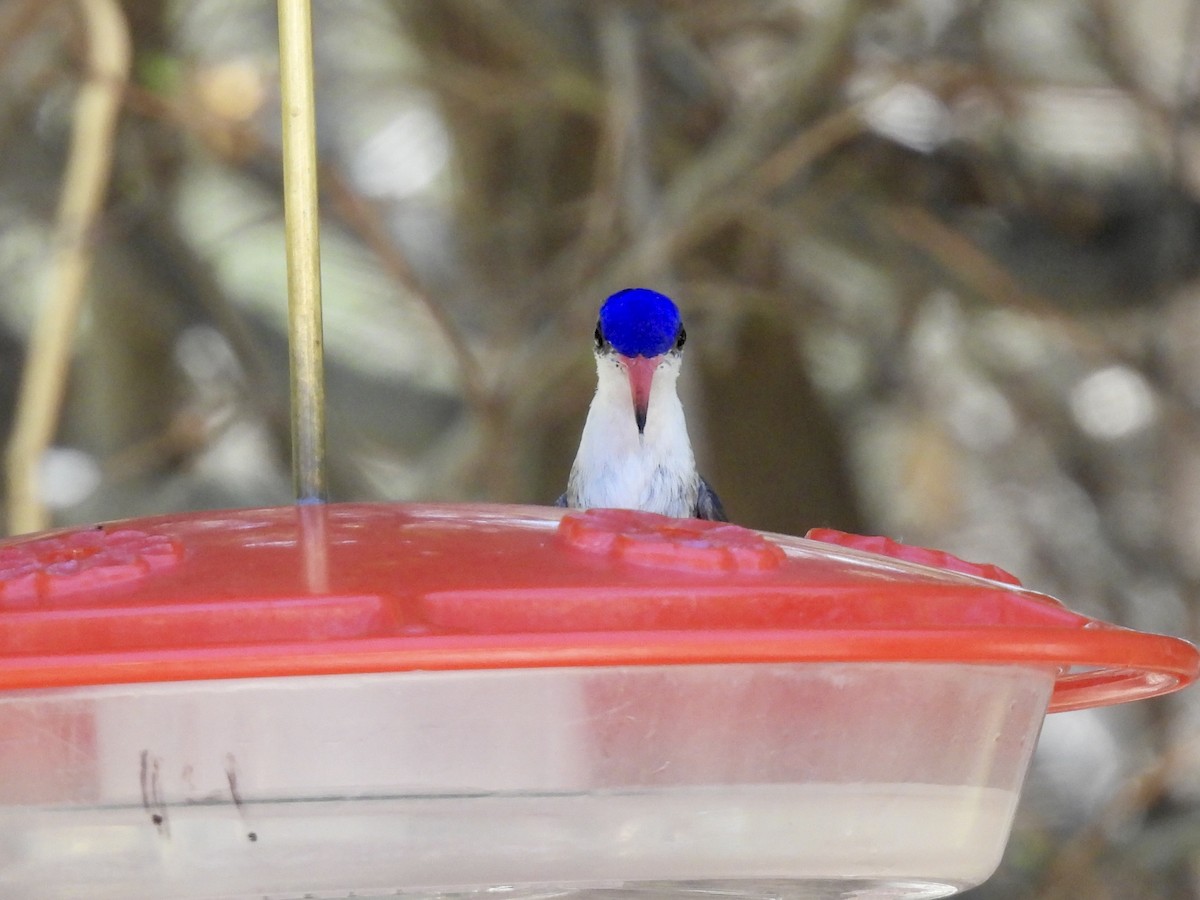 Violet-crowned Hummingbird - ML618019493