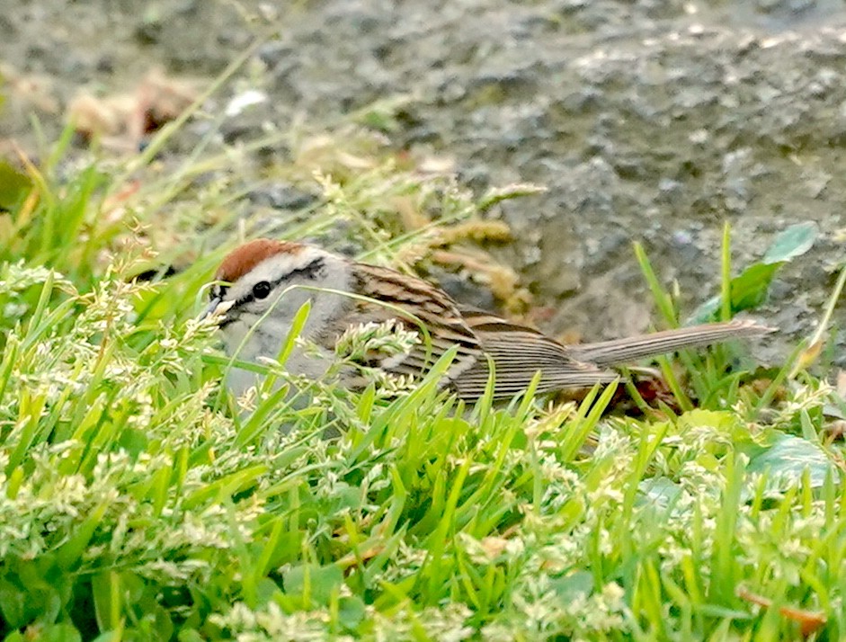 Chipping Sparrow - ML618019495