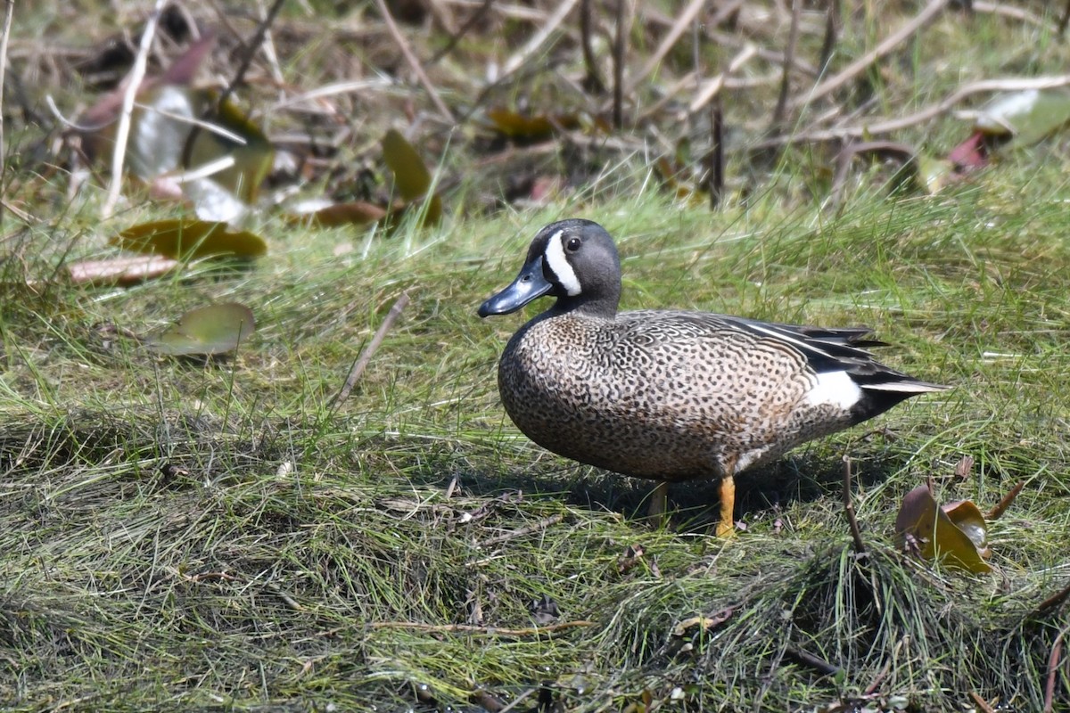 Blue-winged Teal - ML618019508