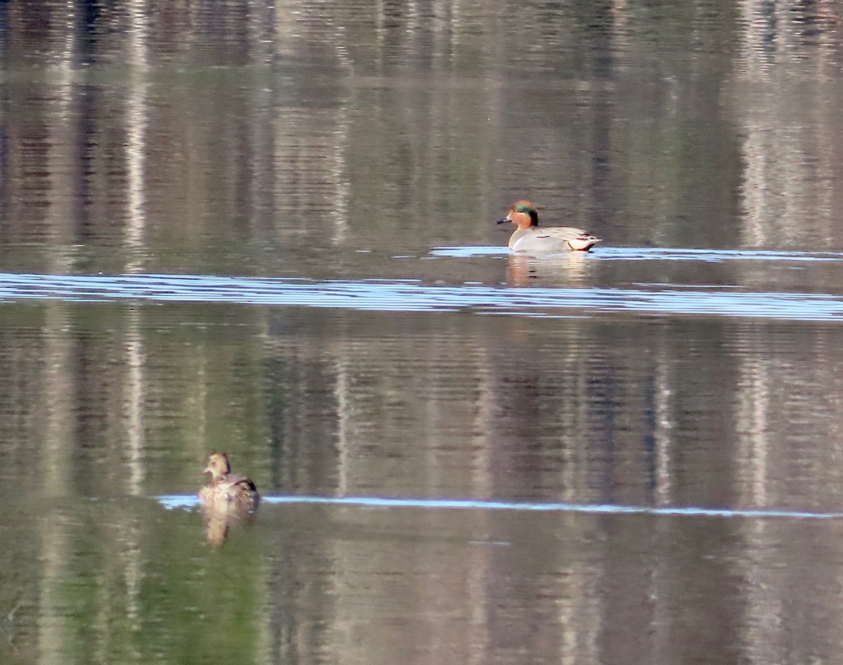 Green-winged Teal - ML618019511