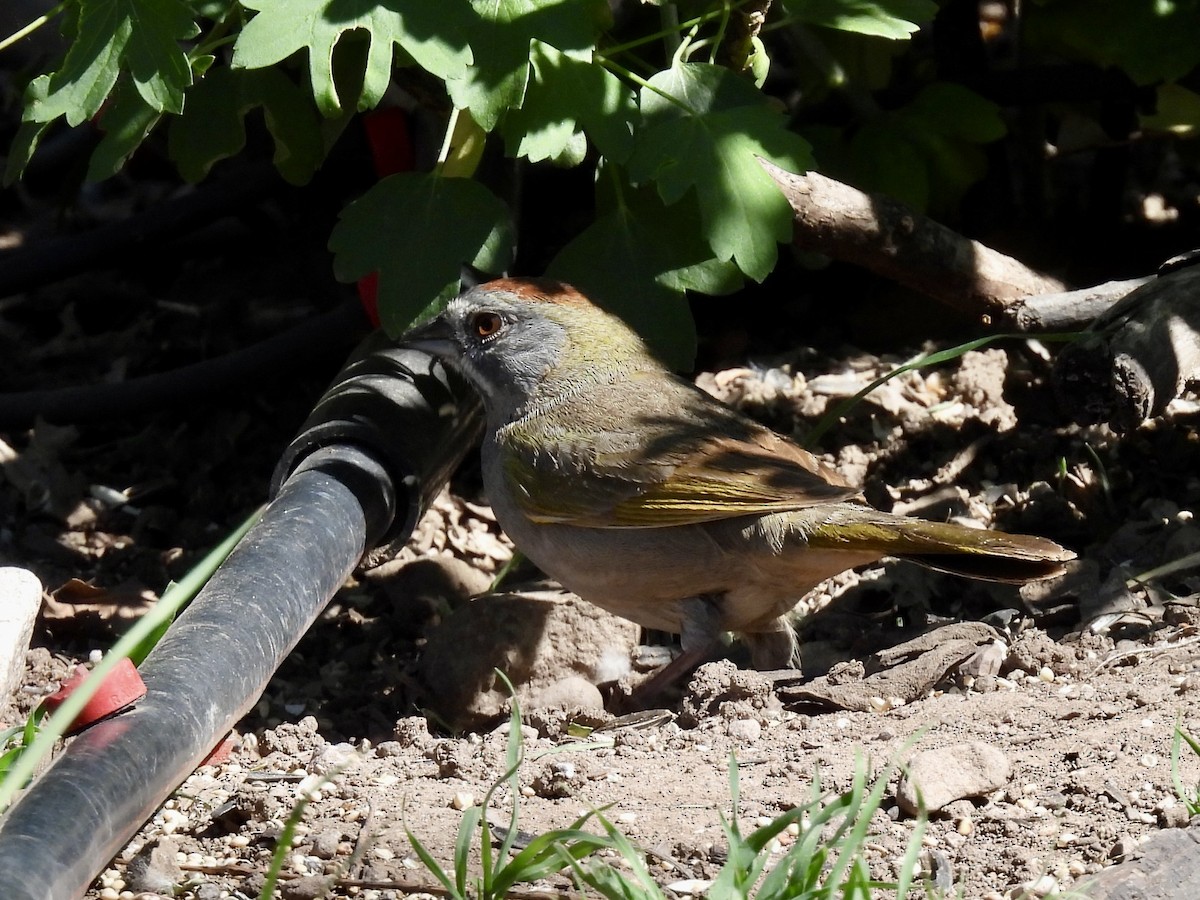 Green-tailed Towhee - Sandy and Stephen Birge