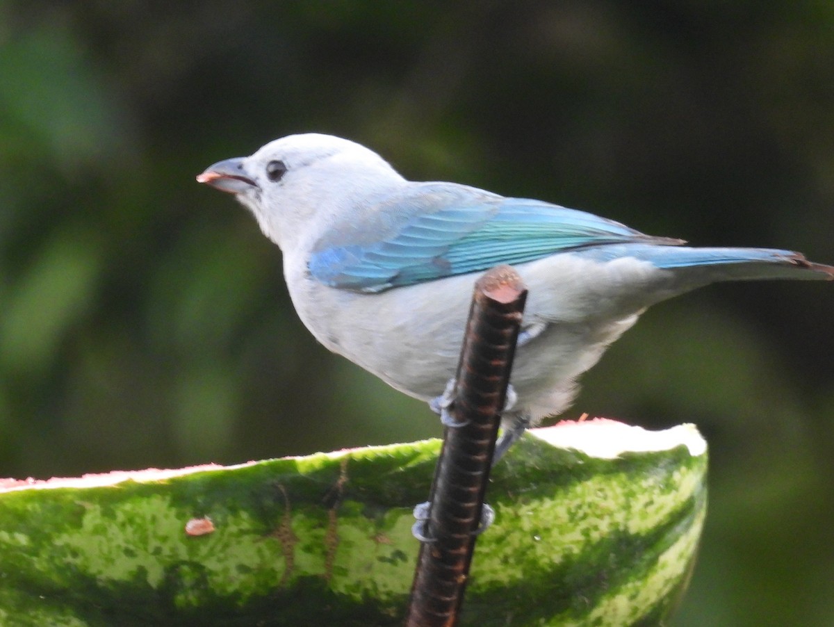 Blue-gray Tanager - ML618019532