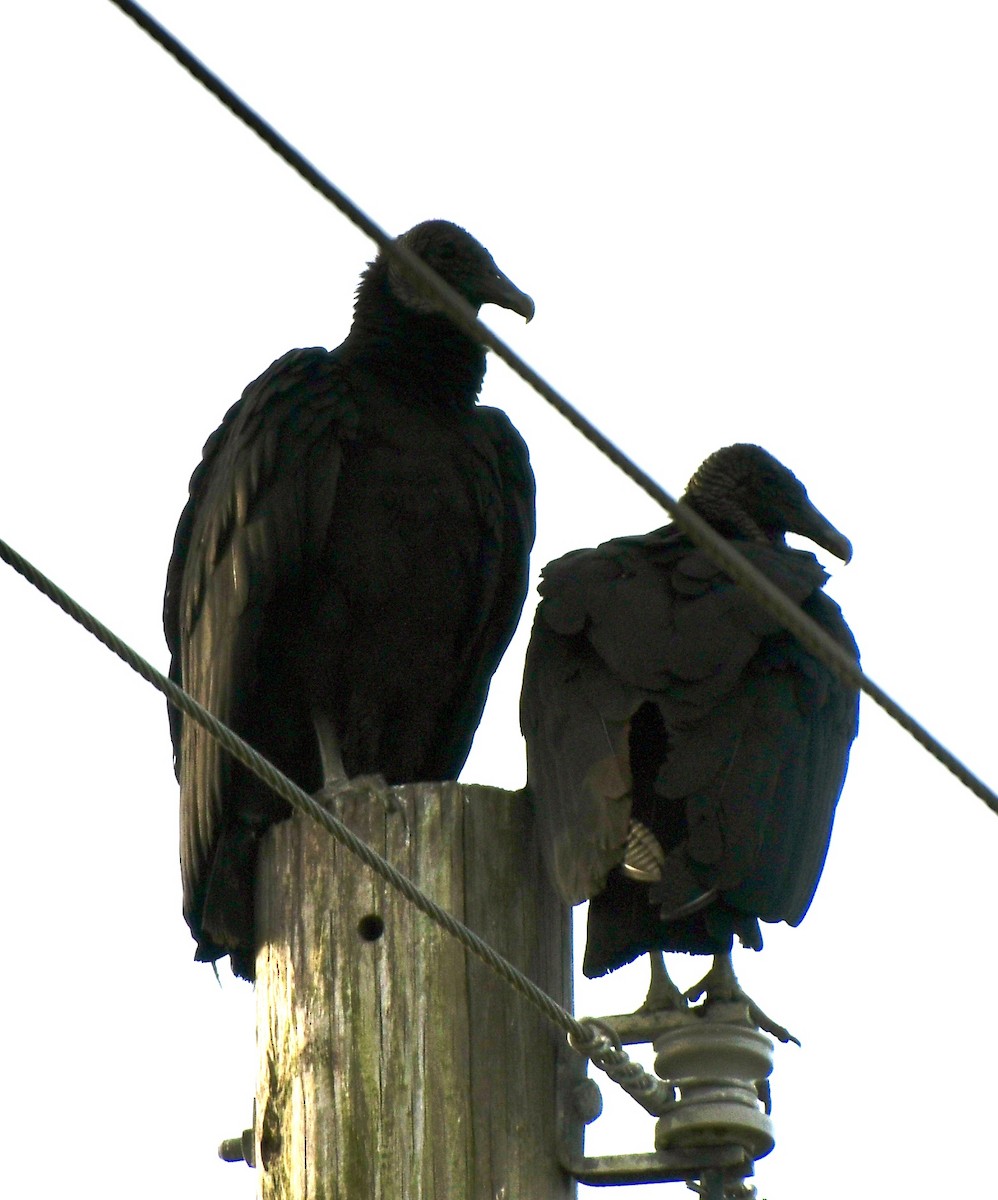 Black Vulture - ML618019587