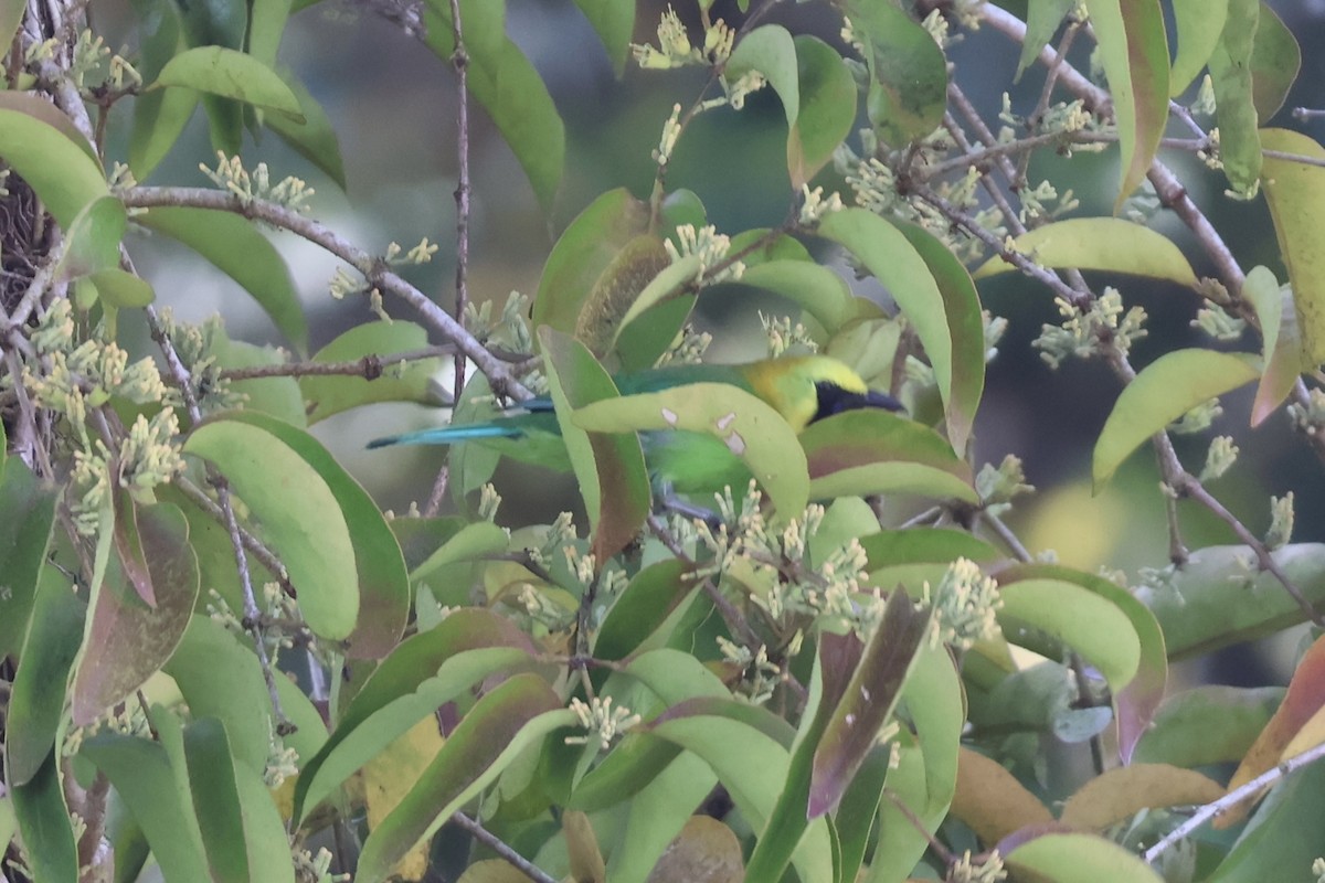 Blue-winged Leafbird - ML618019595
